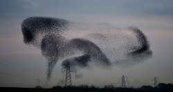 A murmuration of starlings above the  the small village of Rigg, near Gretna, in the Scottish Borders. PRESS ASSOCIATION Photo. Picture date: Monday November 25, 2013. The weight of the resting birds on power lines caused some power localised power outages in the village. Still one of the commonest of garden birds, its decline elsewhere puts it on the Red List of endangered species. See PA story ENVIRONMENT Starlings. Photo credit should read: Owen Humphreys/PA Wire