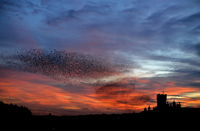 TOPSHOTS Starlings fly in the sky of Rome at sunset on January 27, 2015.  AFP PHOTO / FILIPPO MONTEFORTEFILIPPO MONTEFORTE/AFP/Getty Images